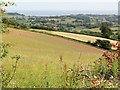 Fields near Larkbeare Farm in EX6 8HP