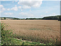Wheat field by Bramble Lane in TN25 5GJ