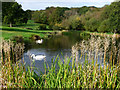 Pond Beside Coombe Wood in GU34 3HY