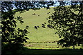 Cows on a hillside near Rickham in TQ8 8PU