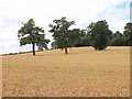Three trees in a wheat field in B95 6DP