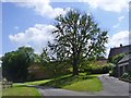 Harlestone Tree in NN7 4EL