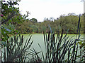Backford - pond near Acres Wood in CH1 6PE