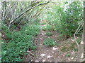 Tree lined footpath north to Tillington in GU28 0RF