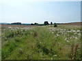 Footpath to Grittenham farm in GU28 0RG