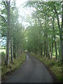Tree-lined avenue to Learney Estate from Torphins in AB31 4GS