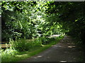 Sunlight filtering through the leaves on the Kennet and Avon Canal in BA2 7FG