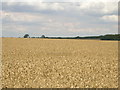 Farmland off Grasby Wold Lane in DN38 6AG