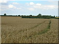 Farmland near Thornton Curtis in DN39 6XJ