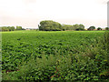 Potato crop south of Hall Common, Ludham in NR29 5NU