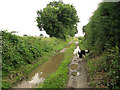 Puddles on public bridleway, Hall Common, Ludham in NR29 5NU