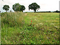 Poppies in set-aside field, Hall Common, Ludham in NR29 5NU