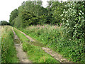 Farm track past shelterbelt, Hall Common, Ludham in NR29 5NS