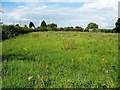 Field next to A359, near Sparkford in BA22 7LH
