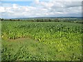 Crop field next to the A359 at Seat Hill in BA4 6AJ