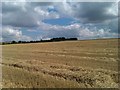 View across field near Up Somborne in SO21 2PH