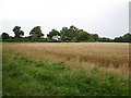 Cottage surrounded by wheat field in RG26 5RZ