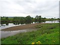 River Forth, sandbank in FK8 1AJ