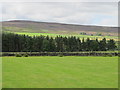 Pastures and woodland north of Lilswood Bridge in NE47 0HU