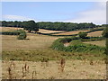 Fields and the lane to Ash Farm in EX6 8EU