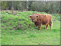 Highland cow at Foxburrows Farm in IG7 4FJ