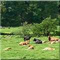 Cattle by the river near Olmarch, Ceredigion in SA48 8NL