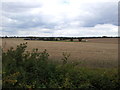 Wheat fields looking towards Thornbush Farm in IP14 5DY