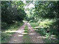 Forest track near Busketts Lawn in SO40 7GN