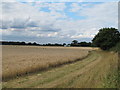 Field near Vale Farm in IP9 1BL