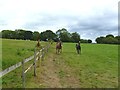 Gaunt's Common, horses in BH21 4JN