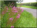 Fireweed by Old Alresford in SO24 9FB