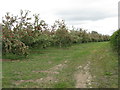 Apple orchard near Ledicot in HR6 9QB