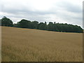 Farmland near Northern Racing College in Rossington & Bawtry Ward