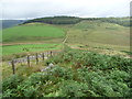 Cattle on the hillside below Foel Penycastell in CF34 0SN