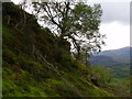 Steep valley side in course of tributary to Allt Crioch in Loch Ard Forest  in FK8 3XJ