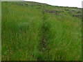 Animal track through boggy patch north of Beinn Bhreac near Aberfeldy in FK8 3XJ