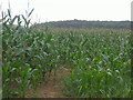 Maize growing in field by Warren Lane in MK45 4QN