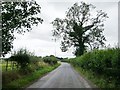 Roadside tree on the lane to Henley in SY8 3HF