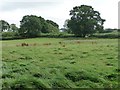 Trees in a field boundary, west of Bitterley in SY8 3HF