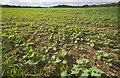 Winter brassica seedlings at Rothamsted in Harpenden Rural