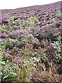 Blooming heather, on Luccombe Hill in TA24 8SZ