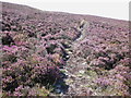 Footpath through the heather, on Luccombe Hill in TA24 8SZ