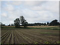 Hallyards Potato Field in PH12 8RA