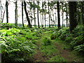 Woodland track on Tofts Hill in PE31 6EF