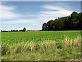 View towards Tofts Hill in PE31 6GX