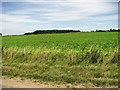 Sugar beet crop beside Tofts Hill Road in PE31 6GX