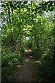 A shady path in Trench Wood near Sale Green in WR9 7LW