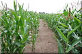 Field of Maize near High Onn Wood in ST20 0AX