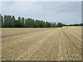Wheat Field in IP14 2LW