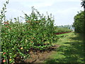 Apple Orchard in IP14 2LW